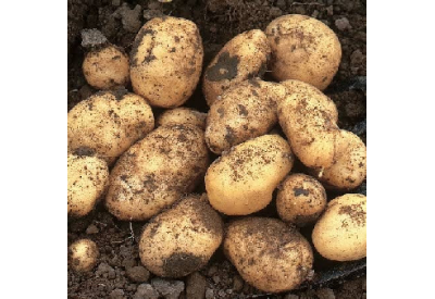 Foremost Seed Potatoes (First Early - 1 kg)